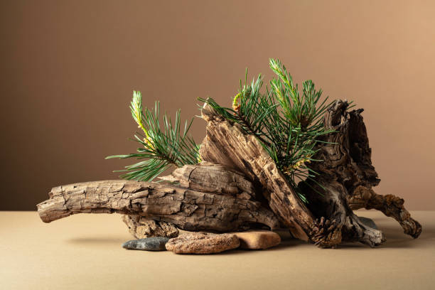 istock Abstract nature scene with a composition of pine branches, stones, and dry snags. 2174138437