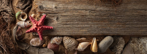 Beach themed background with driftwoods, shells, stones, and sand.
