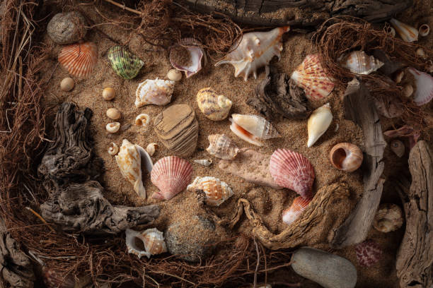 Beach themed background with snags, shells, stones, and sand.