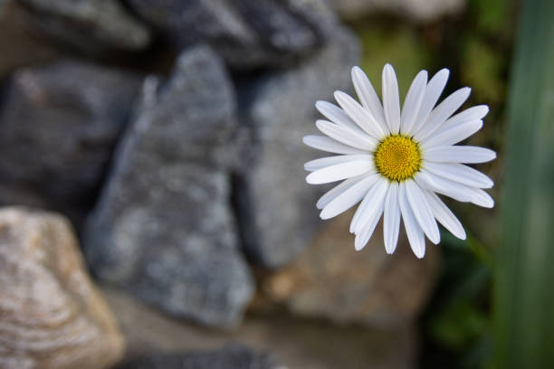 selective focus on white daizy with yellow center on the grey stones background, soft daylight