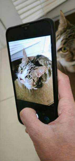 istock Taking a Picture of Cat. 2174142808