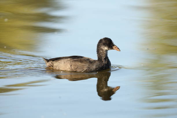 istock Waterfowl birds on the lake. 2174143585
