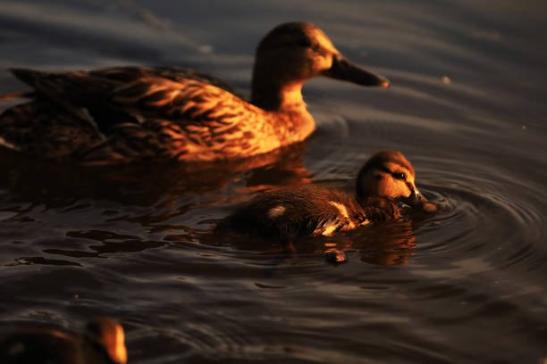 A group of duck swimming on lake in forest.