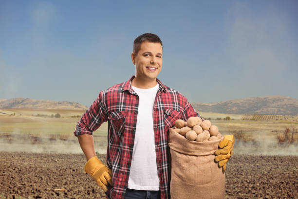 istock Young farmer holding potatoes in a sack 2174144954