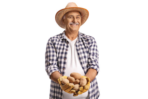 istock Smiling farmer holding potatoes in his hands 2174148069