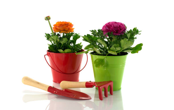 istock red and green bucket with spring flowers 2174149524