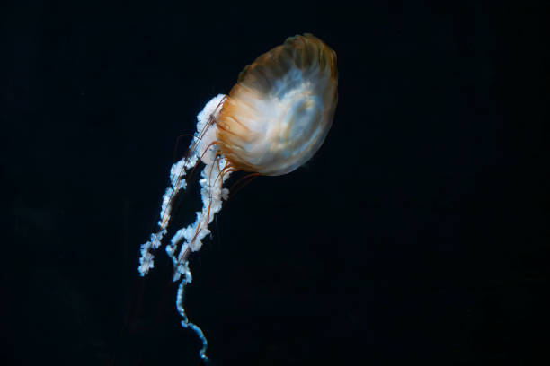 istock sea nettle chrysaora pasifica in dark water ready to catch plankton 2174151390