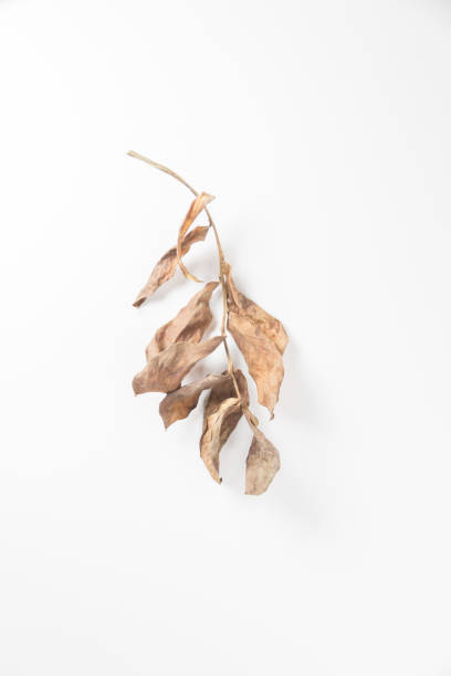 istock brown dry leaves isolated on white background.; 2174151610