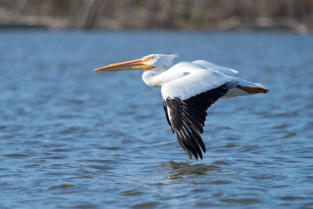istock White pelican flying over Lake Hodges 2174152072