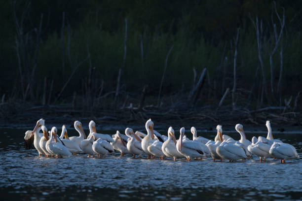 istock White pelicans at Lake Hodges while daylight fades 2174152690