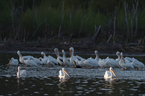 istock White pelicans on Lake Hodges while daylight fades 2174152882