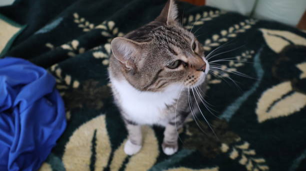 istock Female European domestic cat 2174154268
