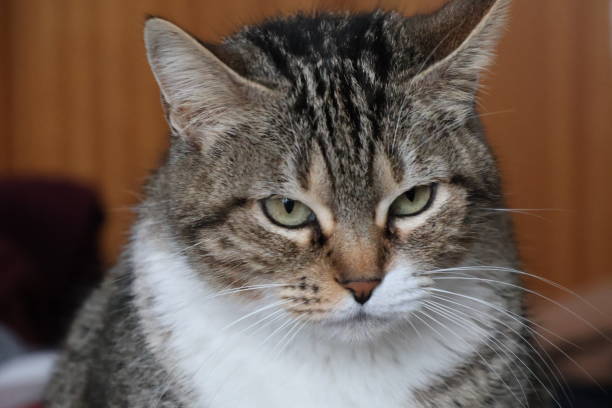 istock Female European domestic cat 2174154387