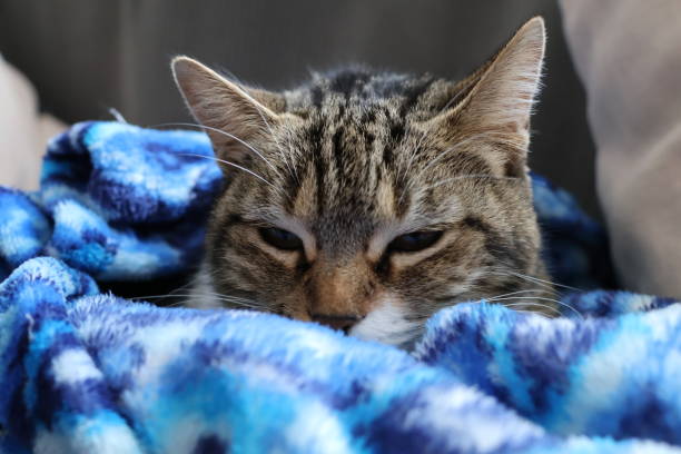 Female European domestic cat. High quality photo