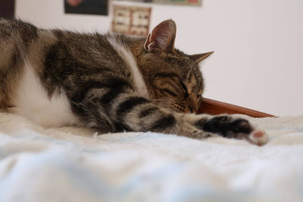istock Female European domestic cat 2174154482