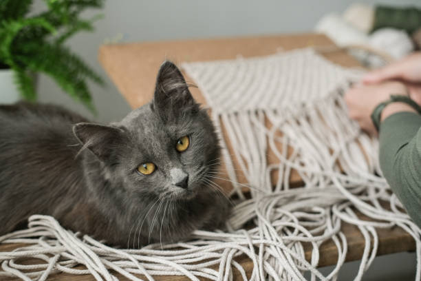 istock A cat sits on a table next to a woman weaving macrame 2174155233