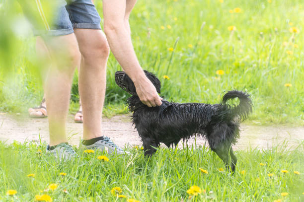 istock A man is petting a black dog in a grassy field 2174155366
