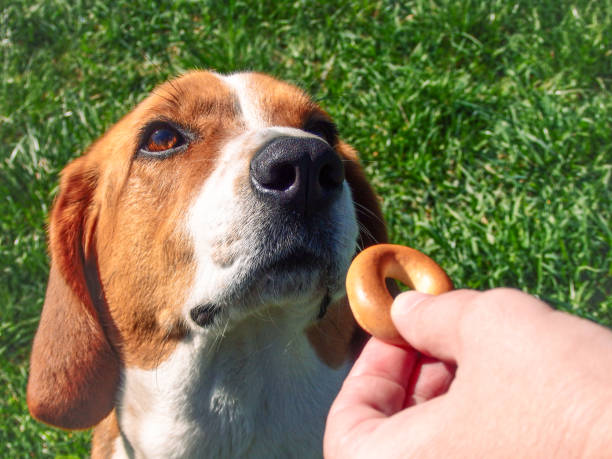 istock The dog receives a reward for completing the command. Dog training. Reward-based training: cute dog receives a reward from the owner 2174155928