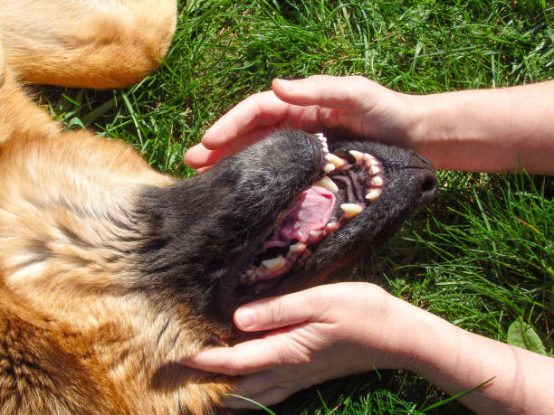 istock Happy German shepherd dog lying on his back on green grass, fooling around, looking at camera. 2174155983