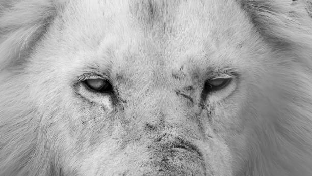 Male white lion (leucistic) in a South African Game Reserve. Extrem close-up of it looking through a bush towards the camera.