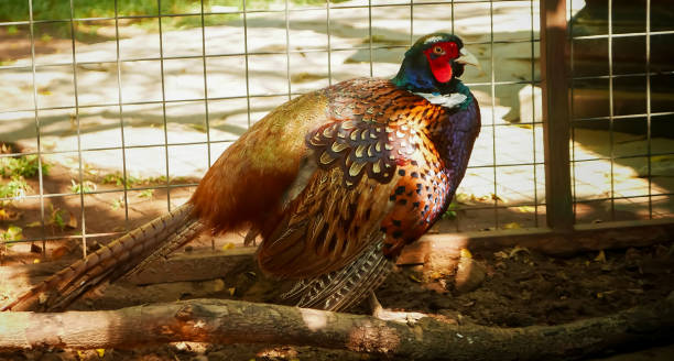 istock Beautiful bird common pheasant phasianus colchius Ring-necked pheasant in the garden, grassland in early morning, or also known as pheasant chicken 2174157289