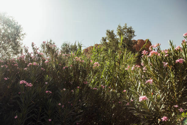 A lush chaparral landscape in Morocco, showcasing vibrant wildflowers and rich greenery under a bright sky, reflecting the region's natural beauty.