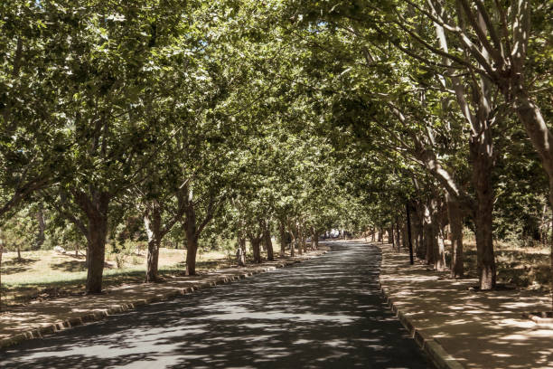 A peaceful lane bordered by lush trees invites pedestrians to stroll through a vibrant Moroccan city, enriched by natural beauty and the charm of the surrounding landscape.