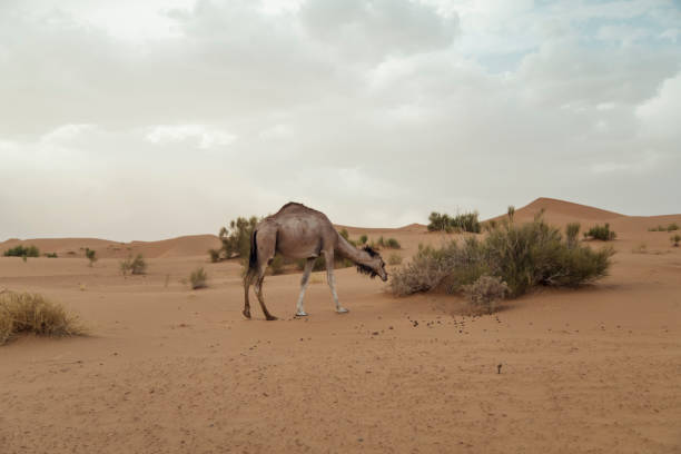 An Arabian camel forages for food among the scattered vegetation in the dry, sandy expanse of the Sahara Desert in Morocco. The landscape is characterized by dunes and a muted sky.