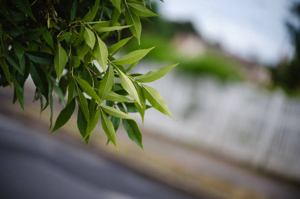 A close-up view of fresh green leaves hanging from a branch, with a softly blurred background featuring a white fence and a road. The image conveys a peaceful, nature-focused scene with a shallow depth of field.