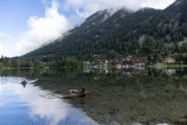 Serene mountain lake with ducks swimming in crystal-clear water, reflecting the picturesque village and dense forest on the hillside.