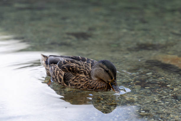 A detailed view of a duck peacefully floating in crystal-clear water, showcasing its intricate feather patterns and reflection below the water surface.