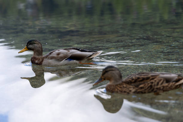 Two ducks float peacefully in a clear mountain lake, surrounded by natural scenery. The water reflects the ducks and the tranquil environment.