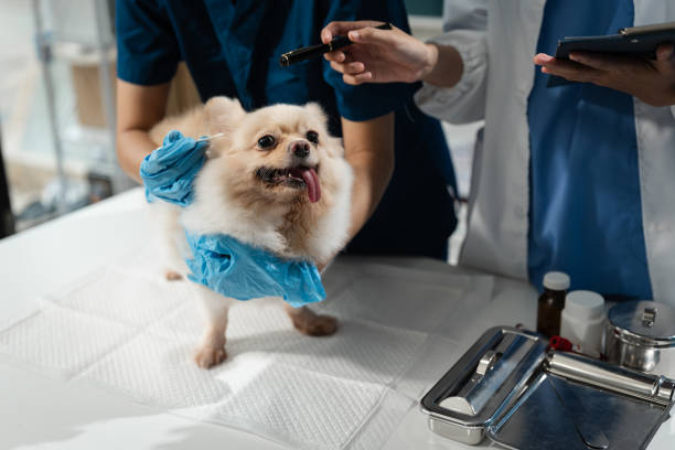 istock veterinary doctor - dog receiving medication. 2174167541