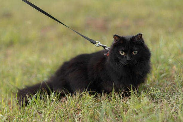 istock black cat walks in park 2174168102