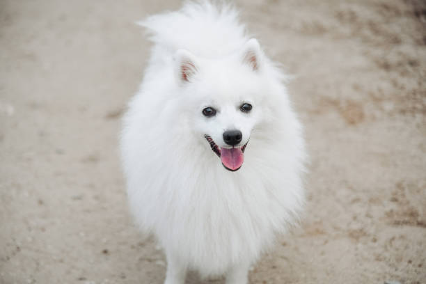 white Japanese Spitz dog walks on country road