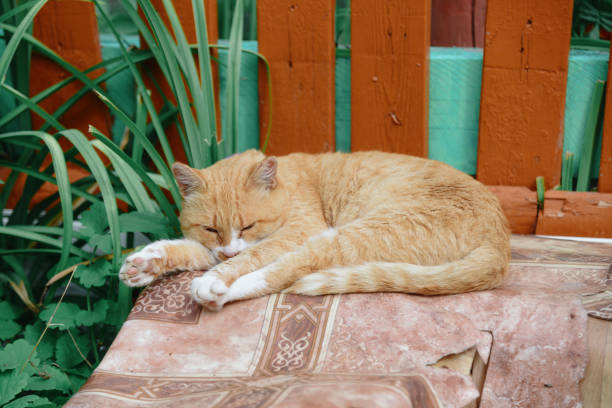 istock red-haired cat lies on bench 2174168159