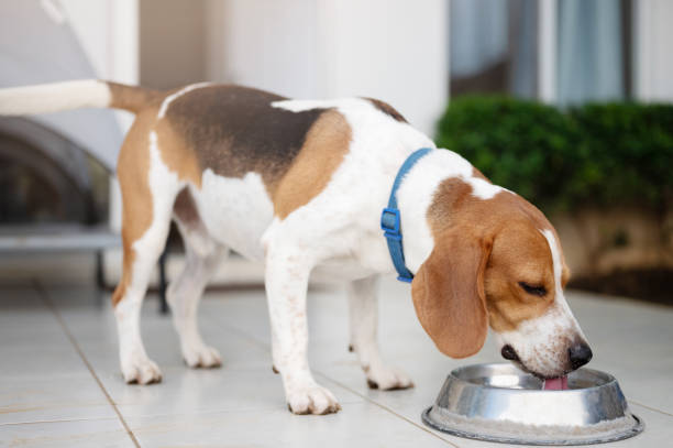 istock Beagle dog drink water from bowl 2174169148