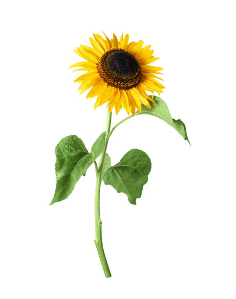 Sunflower close up isolated on a white background