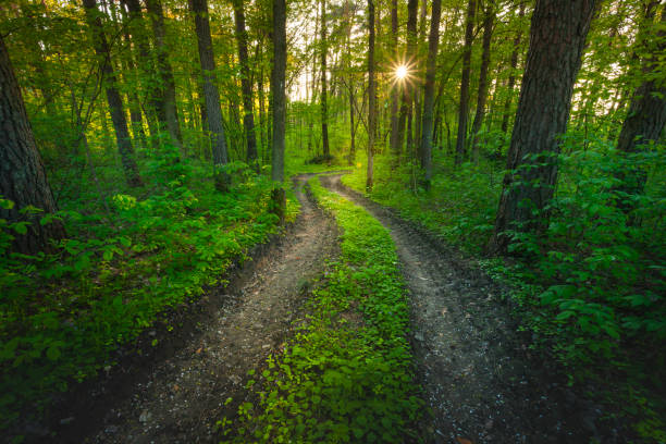 Dirt road in dark green forest and sunset, eastern Poland