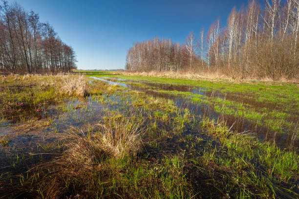 istock A view of a flooded meadow on a clear day 2174170592