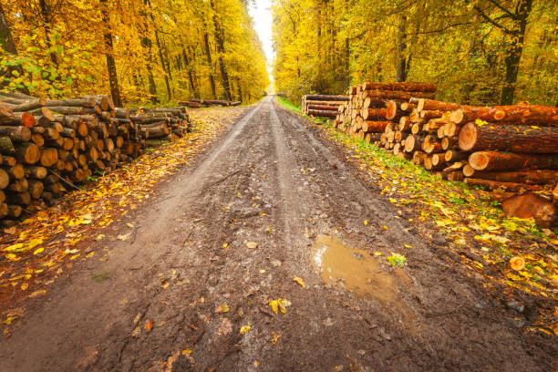 Muddy road in the autumn forest, Nowiny, Poland