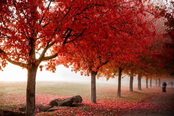 Maple tree in Stanley Park, Vancouver, displays its autumn leaves
