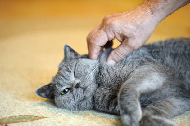 istock Old man hand stroking british shorthair cat lying on carpet. 2174172727