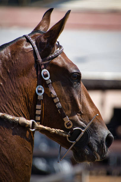 A brown horse with a bridle on its head. The bridle has a silver piece of metal in it. Mangalarga Marchador breed