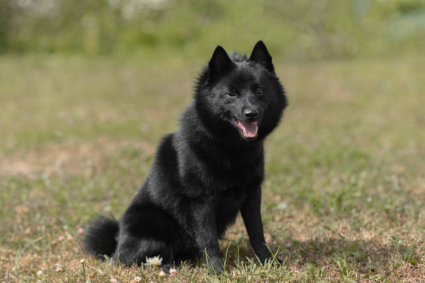 istock schipperke dog sits on lawn 2174176070