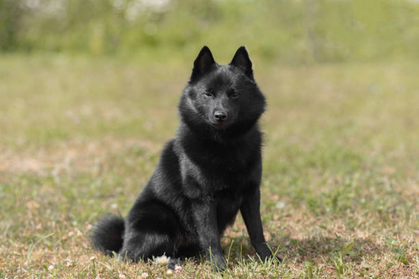 istock schipperke dog sits on lawn 2174176076