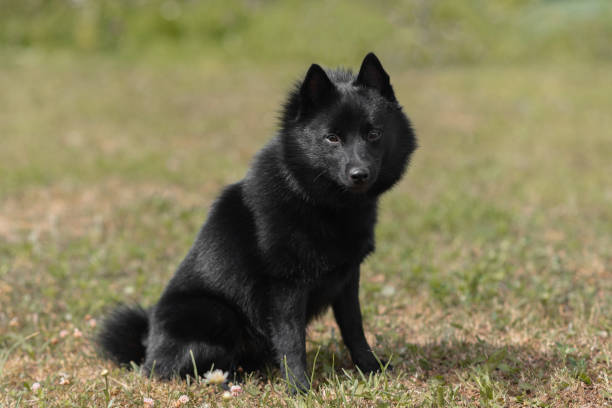 istock schipperke dog sits on lawn 2174176083