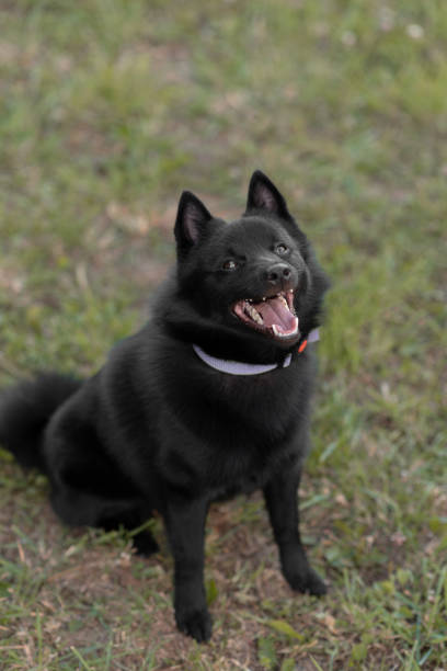 istock schipperke dog sits on lawn 2174176094