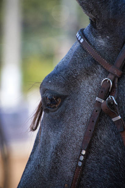 A horse's head with a brown bridle. The horse's eyes are closed. The horse's head is turned to the side Mangalarga Marchador.