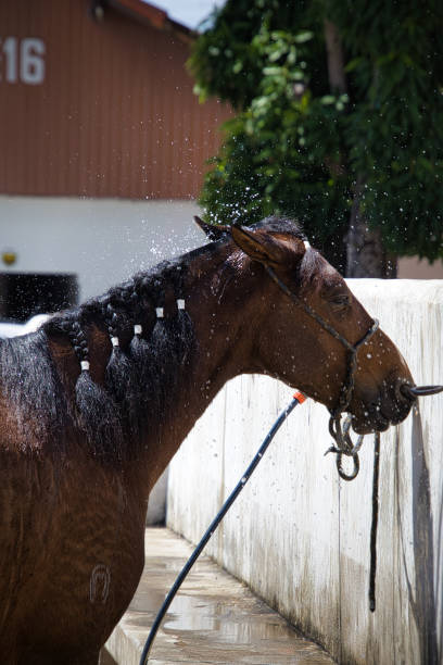 istock A horse is being washed with a hose 2174176404